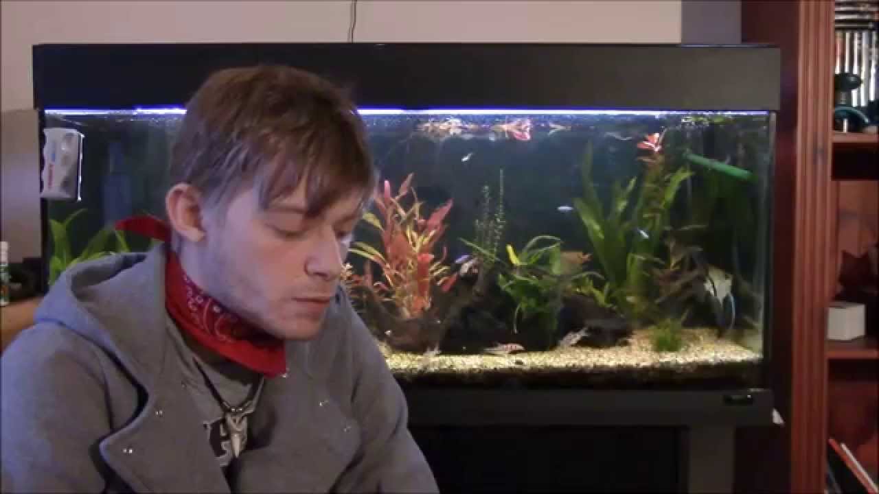 Mørkelagt akvarie får lys igjen youtube
