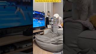Cute Dog Watching Olympics 😂🐶 #funny #dog #shorts #jump #cockroachjantaparty