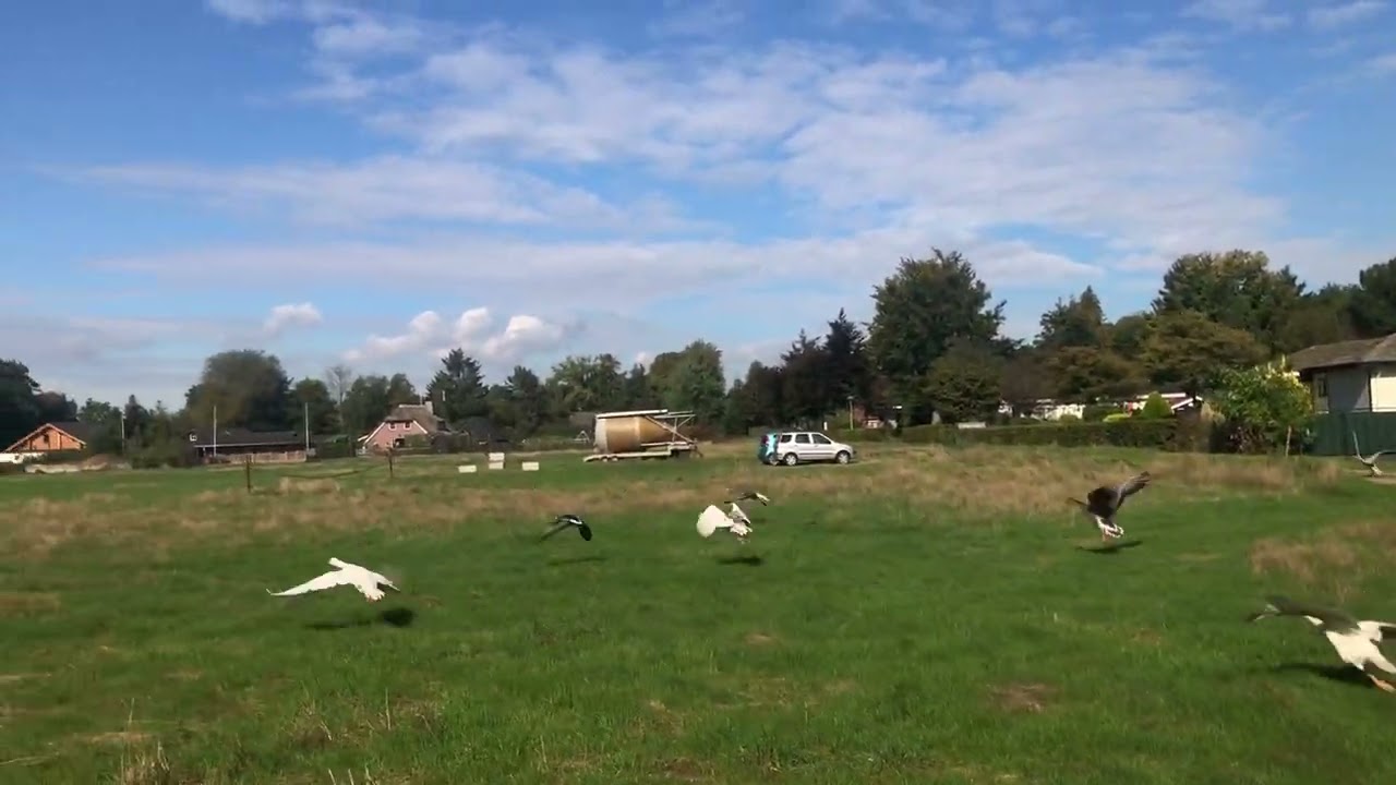 Domestic emden and Toulouse goose flying