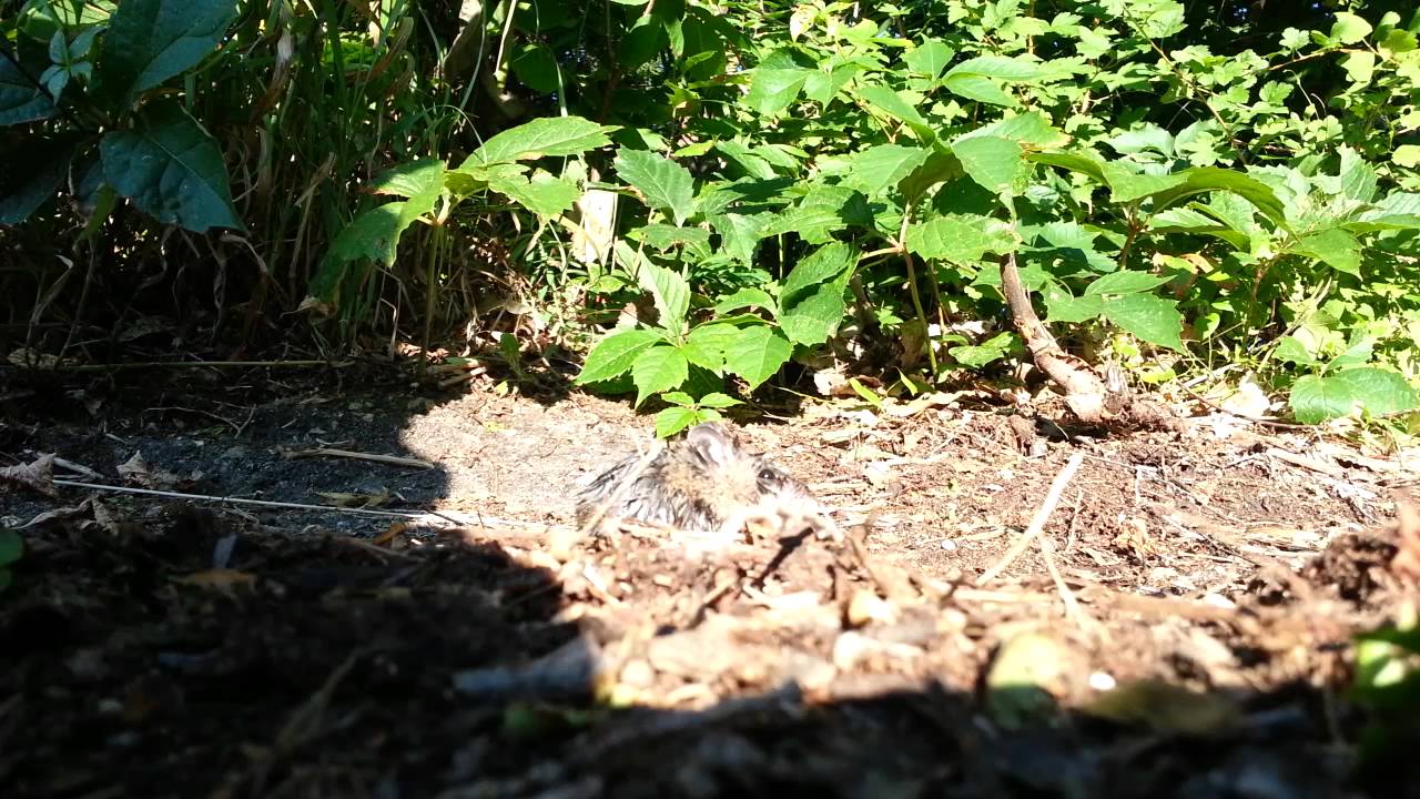 White Footed Mouse Release