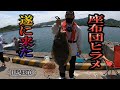 念願の座布団ヒラメを釣りました！漁港が大騒ぎ！座布団ヒラメ、市場に出すといくらになる？
