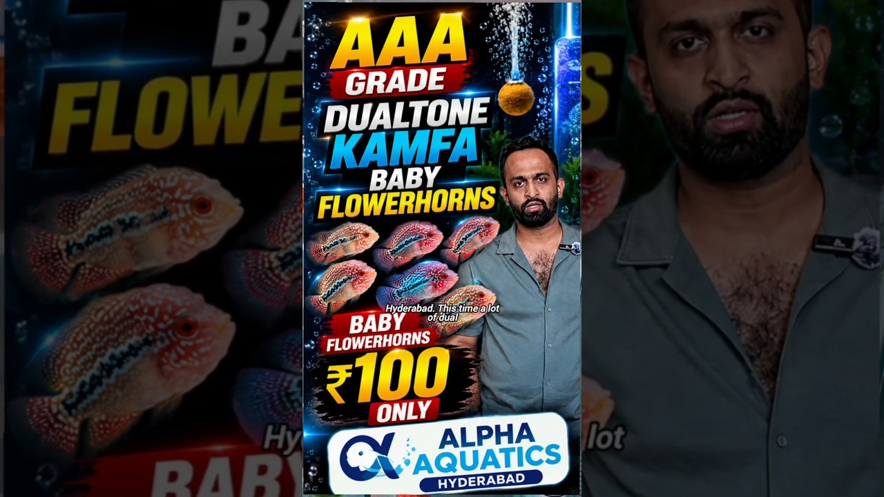 Premium Dualtone Kamfa Baby Flowerhorns at Crazy Price 100 | Alpha Aquatics