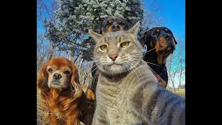 Tổng Hợp Video Chó Mèo Hài Hước Nhất 2023 | Funniest Cats And Dogs Video 😺😍 2023 | Part 10