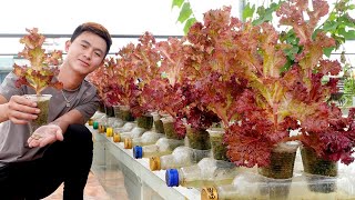 The ways to grow vegetables at home does not cost money but for high productivity