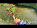 特定外来生物の水草の中は激レア生物の巣窟だった…