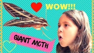 GIGANTIC Moth Found In Backyard! White-Lined Sphinx Moth