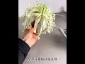 Twisted Stick Chrysanthemum Coiled Dragon Spring Dawn Manual Tutorial On The Twisty