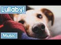 Lullabies for Dogs to Sleep to! Calm Your Dog and Help them Have a Sound Sleep with this Music!