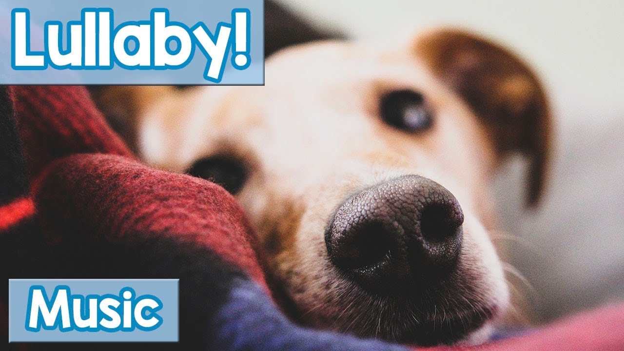 music to help your dog sleep