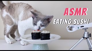 Cat eating Sushi ASMR by Daily DevRex 393 views 1 year ago 2 minutes, 37 seconds