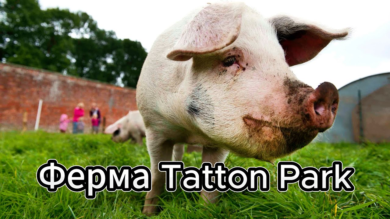 Вне Манчестера - Ферма в Tatton Park