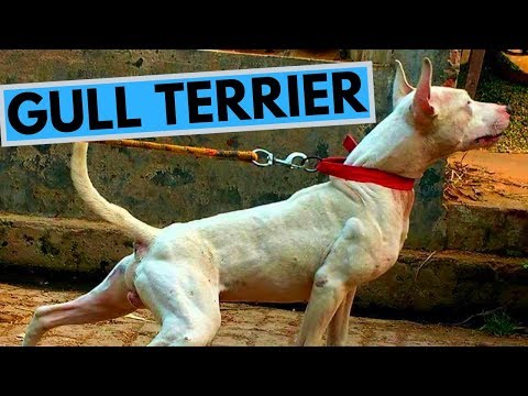 วีดีโอ: 20 Bull Terriers ที่คุณต้องพบ