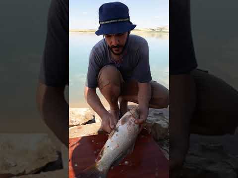 تنظيف سمك الكارب بأحتراف