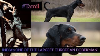 INDIA's ONE OF THE LARGEST EUROPEAN DOBERMAN  | DEVILS DOBERMAN | TAMIL | RAGUL RAM |