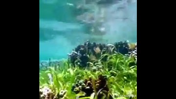 قال الم نربك فينا وليدا واجمل تلاوه من سوره 🥀 الشعراء 🥀 والقارئ 🌷 داوود محداب 🥀 🕋