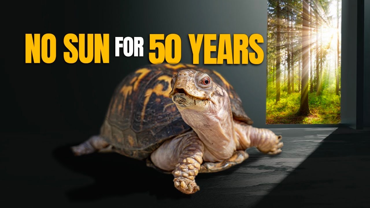 Kitchen Floor Turtle Fed Cat Food for 50 Years Feels Sun for the First Time Since 1977!