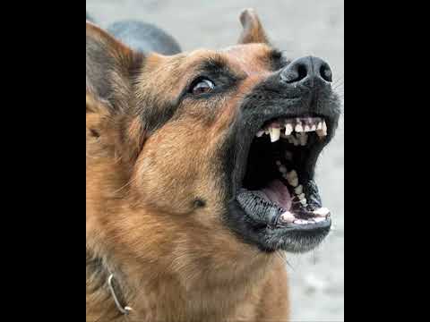 Tiếng chó sủa hung dữ - Angry dog