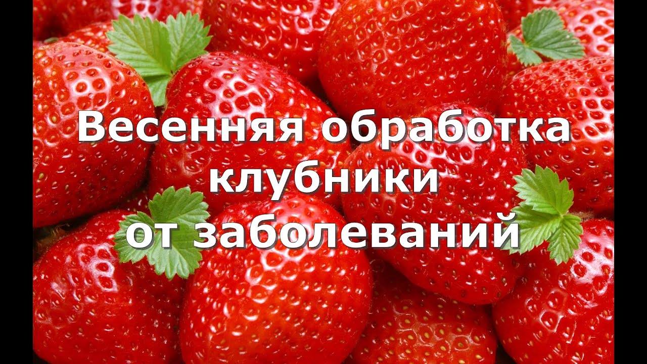 клубника плюсы