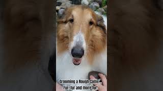 Grooming a Rough Collie #dog #animals #collie #cuteanimals #groomingdog