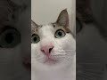 この顔好き過ぎる〜😹😹😹😹😹小鉄さんいいよー👍👍👍🤣🤣🤣🤣