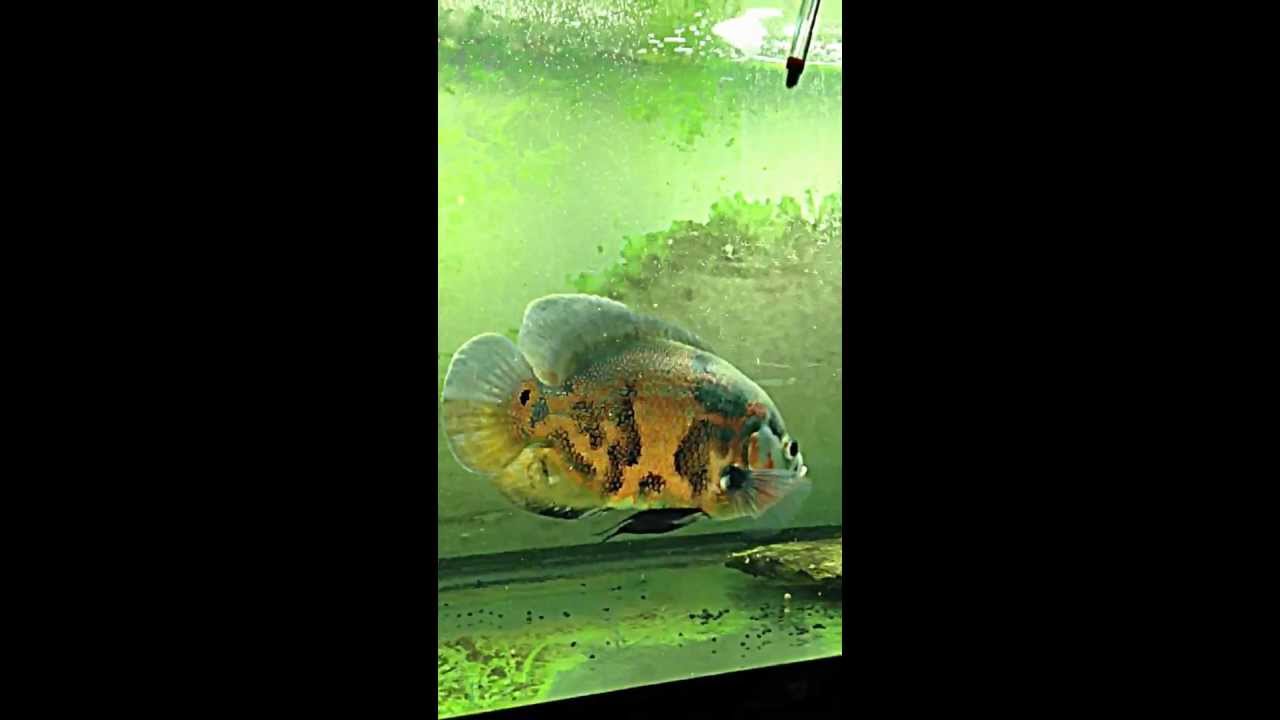 Oscar fish aggressive - YouTube