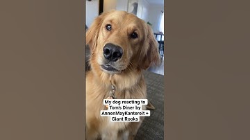 Thumbnail of Golden retriever reacting to Tom’s Diner by AnnenMayKantereit and Giant Rooks