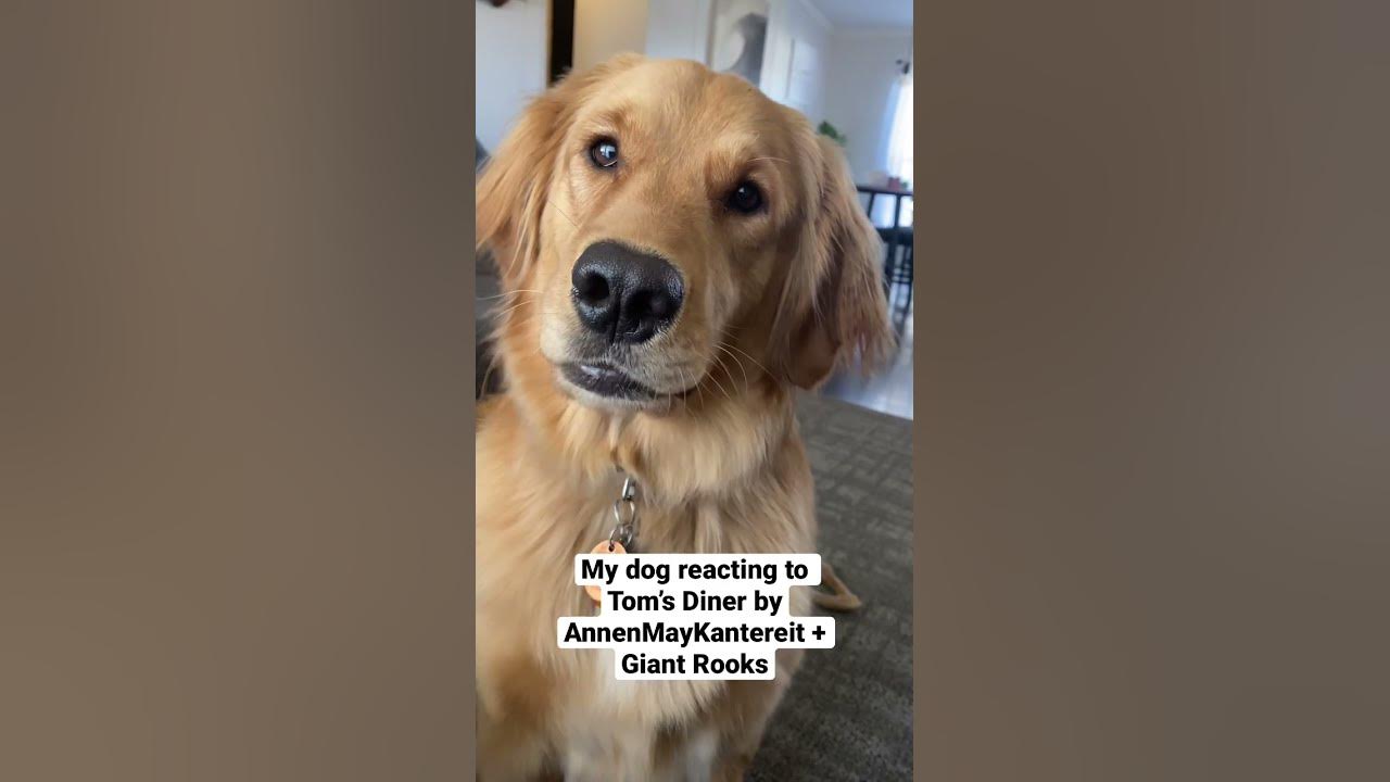 Golden retriever reacting to Tom’s Diner by AnnenMayKantereit and Giant Rooks