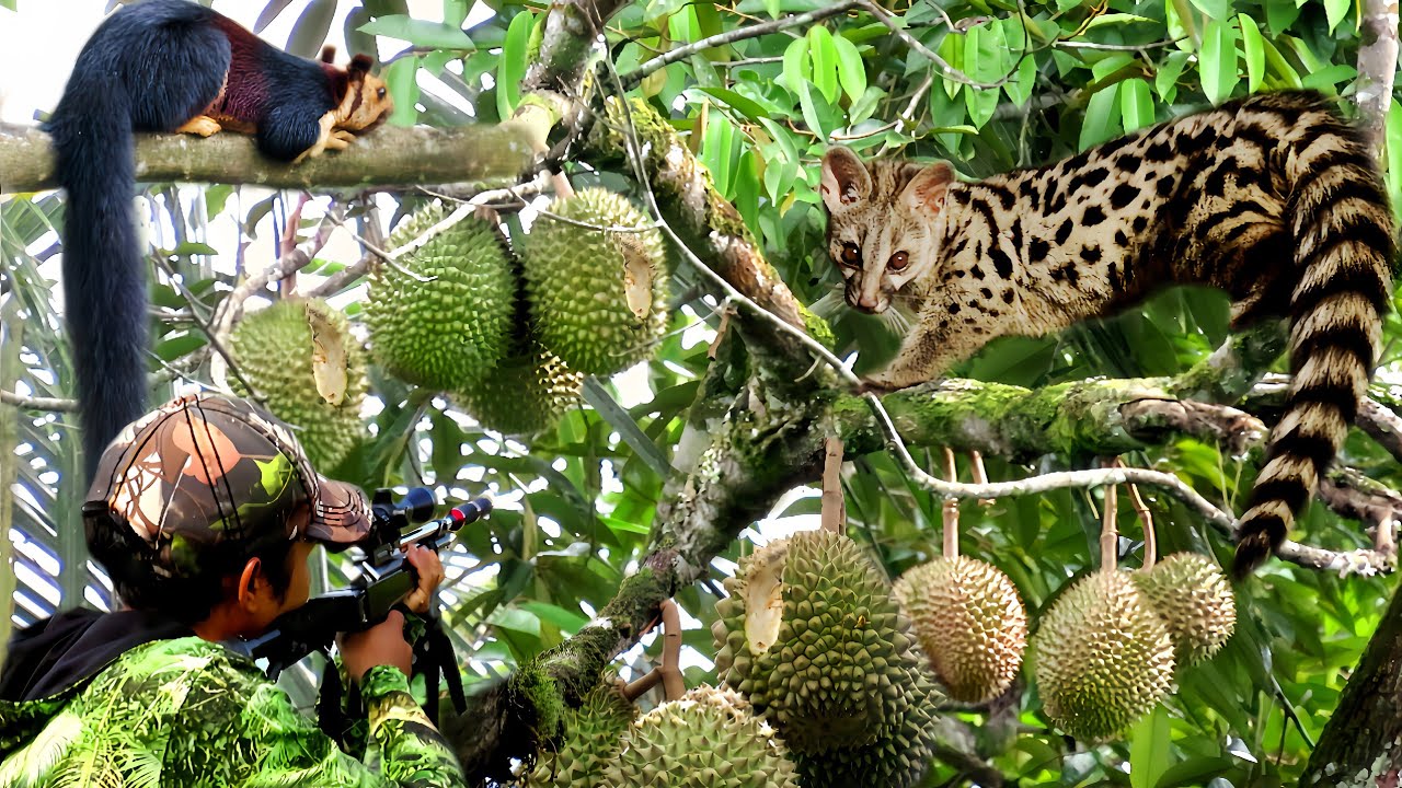 FULL‼️2 HARI BERBURU MUSANG BESAR SI HAMA PERUSAK//MUSIM DURIAN BERBUAH LEBAT