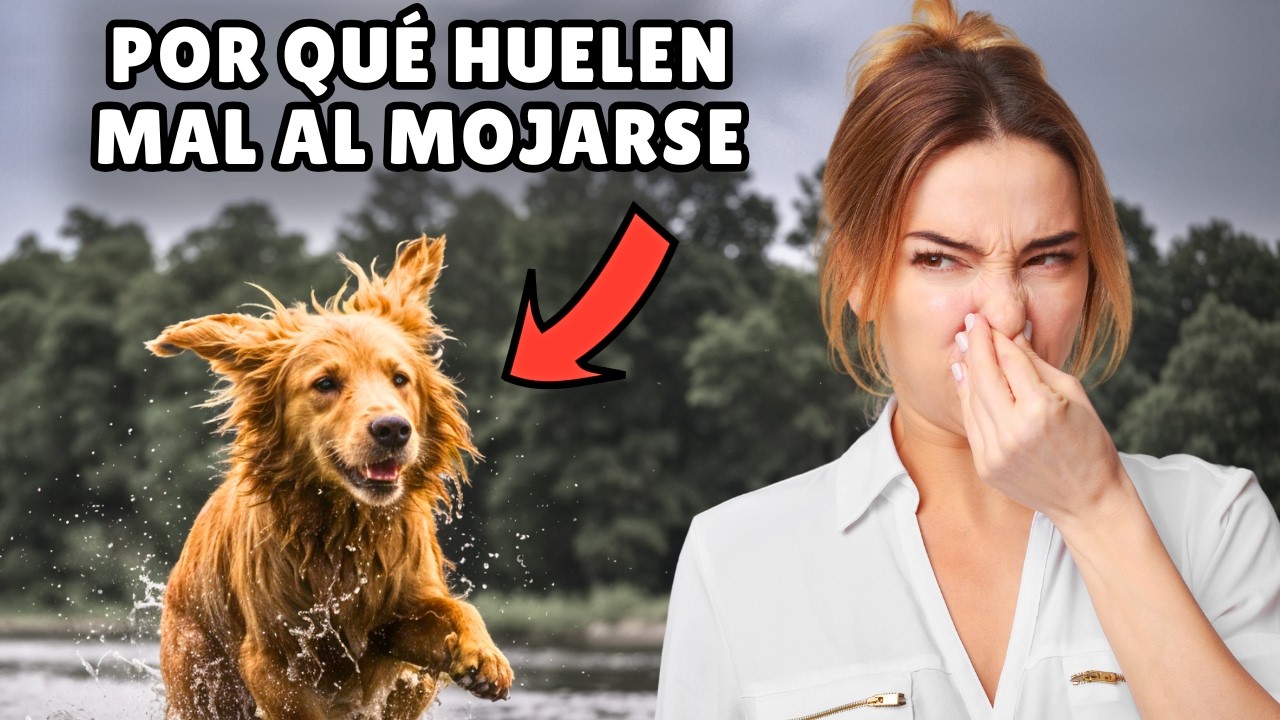 Porque Los Perros Huelen Mal Cuando Se Mojan www.youtube.com