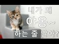 고양이가 “야옹~” 하는 이유 ^.^ (귀여워!!!)