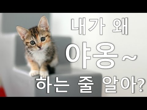 비디오: 고양이는 왜 끊임없이 야옹합니까?
