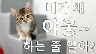 고양이가 “야옹~” 하는 이유 ^.^ (귀여워!!!)