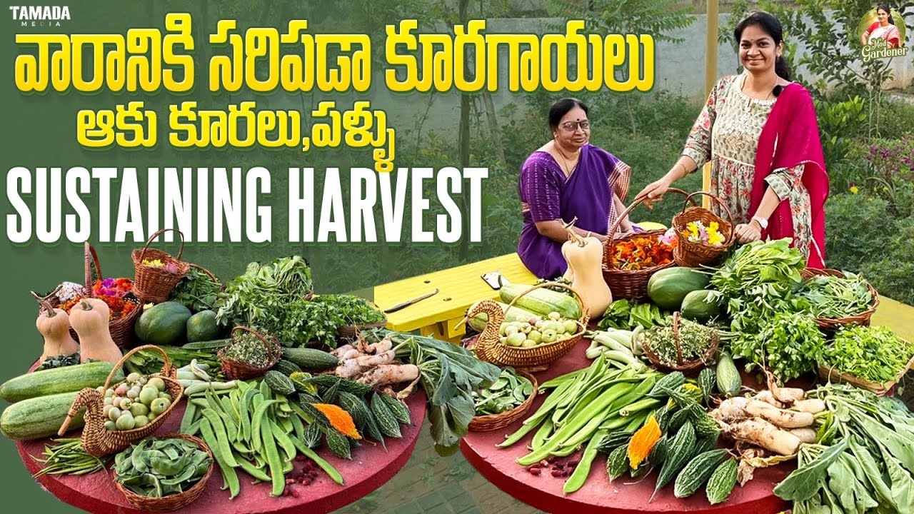 Sustainable Harvest /నేను పండించిన కూరగాయల తోనే వారమంతా గడిపేస్తున్నాను @MADGARDENER