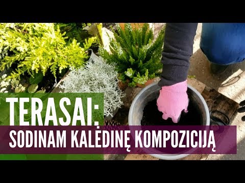 Video: Gardenia nežydi: pražysta sodas