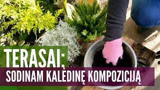 Kalėdinė Kompozicija Vazone - Kaip Susodinti Augalus Diy