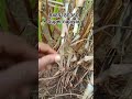 #agriculture #farming #villagelife