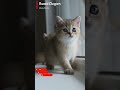 Cute Memeong #shorts #shortsvideo #youtube #youtubeshorts #trending #cat #cats #cutecat #kucing