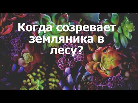 Когда созревает земляника в лесу?