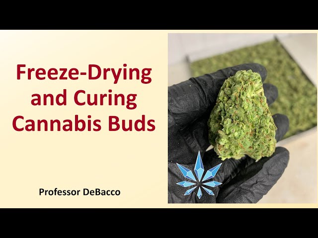 Weed Before And After Curing
