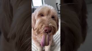 I GAVE MY DOG DRUGS  #dogs #shorts #goldendoodle #labradoodle #dogshorts #funny #puppy #