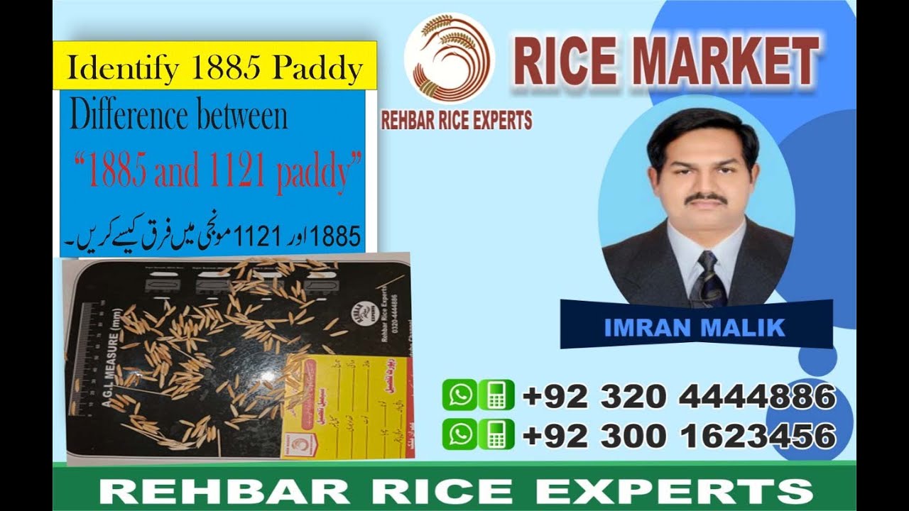 Difference 1885 and 1121 Paddy | Identification of 1885 Paddy | 1885 ...
