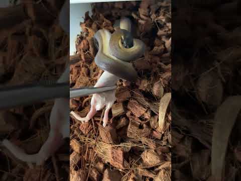 Repas d'un python à lèvre blanche juvéniles (Leiopython albertisii) #short