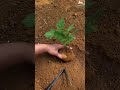 Potato Planting Secrets: Xiaoyu's Guide to Cultivating Country Life