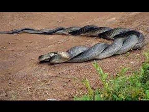 A Snakes Fight in Jungle, - YouTube