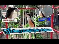 Cendet Pastol Sudah Mulai Gacor Cende Trotol Belajar Bunyi Mp3 - Mp4 Download