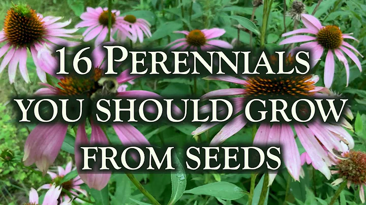 16 Perennial flowers you should grow from seeds. This is why! - DayDayNews