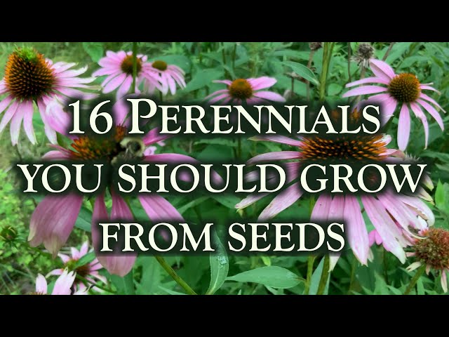 16 Perennial flowers you should grow from seeds. This is why! class=