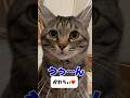 お喋り保護猫ピノ「うぅん」まばたきしながらかわちぃ❤️ #保護猫 #猫 #お喋り猫