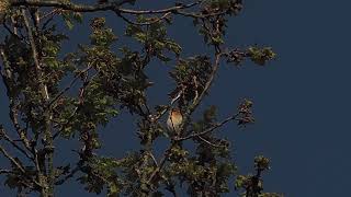 Iberische tjiftjaf Emmerdennen 22 april 2026 (1)