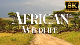 Our Planet 4K: Mount Elgon National Park, Uganda, Relaxation Film With African Music
